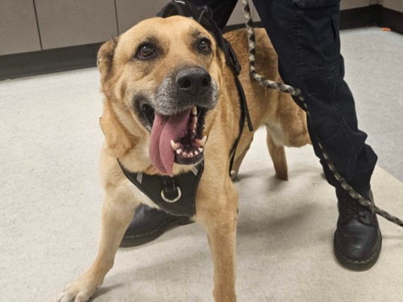 Shelter Stray Female Dog last seen , 14409 Vanowen St, Van Nuys, CA 91405, USA