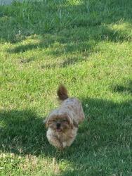 Reunited Female Dog last seen Planters row drive, Charlotte, NC 28278