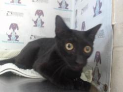 Shelter Stray Male Cat last seen , 2769 Conroy Rd, Orlando, FL 32839, USA