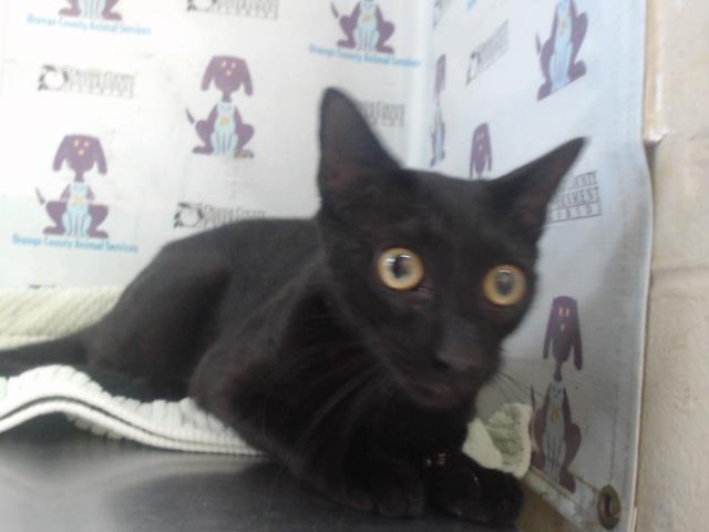 Shelter Stray Male Cat last seen , 2769 Conroy Rd, Orlando, FL 32839, USA
