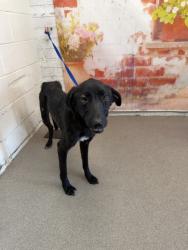Shelter Stray Female Dog last seen PALM AVE AND WEST IRVINGTON, 333 Chandler Pl, San Bernardino, CA 92408, USA