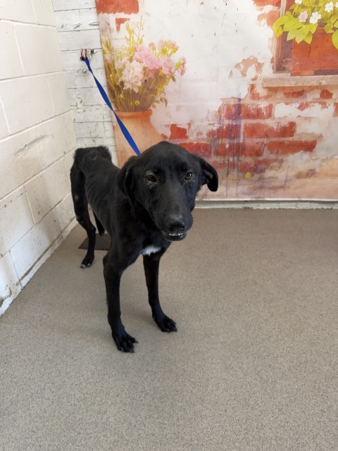 Shelter Stray Female Dog last seen PALM AVE AND WEST IRVINGTON, 333 Chandler Pl, San Bernardino, CA 92408, USA