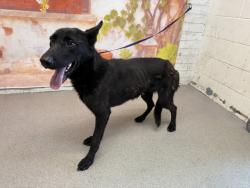 Shelter Stray Female Dog last seen PALM AVE AND WEST IRVINGTON, 333 Chandler Pl, San Bernardino, CA 92408, USA