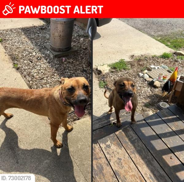Lost Female Dog last seen 34th St and 134th st Allegan MI, Monterey Township, MI 49328