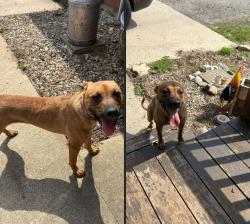 Lost Female Dog last seen 34th St and 134th st Allegan MI, Monterey Township, MI 49328