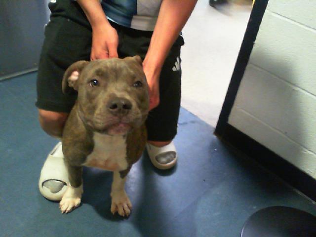 Shelter Stray Male Dog last seen CHARLOTTE, 8315 Byrum Dr, Charlotte, NC 28217, USA