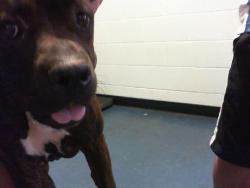 Shelter Stray Female Dog last seen CHARLOTTE, 8315 Byrum Dr, Charlotte, NC 28217, USA
