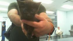 Shelter Stray Unknown Cat last seen CHARLOTTE, 8315 Byrum Dr, Charlotte, NC 28217, USA