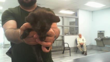 Shelter Stray Unknown Cat last seen CHARLOTTE, 8315 Byrum Dr, Charlotte, NC 28217, USA