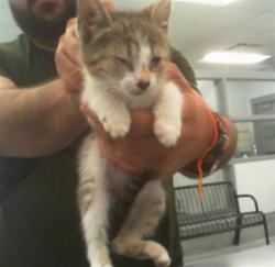 Shelter Stray Unknown Cat last seen CHARLOTTE, 8315 Byrum Dr, Charlotte, NC 28217, USA