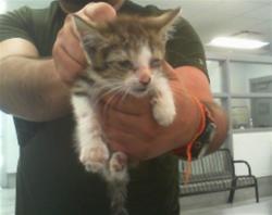 Shelter Stray Unknown Cat last seen CHARLOTTE, 8315 Byrum Dr, Charlotte, NC 28217, USA
