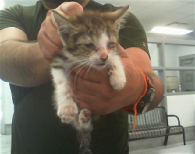 Shelter Stray Unknown Cat last seen CHARLOTTE, 8315 Byrum Dr, Charlotte, NC 28217, USA