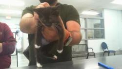 Shelter Stray Unknown Cat last seen CHARLOTTE, 8315 Byrum Dr, Charlotte, NC 28217, USA