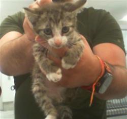 Shelter Stray Unknown Cat last seen CHARLOTTE, 8315 Byrum Dr, Charlotte, NC 28217, USA