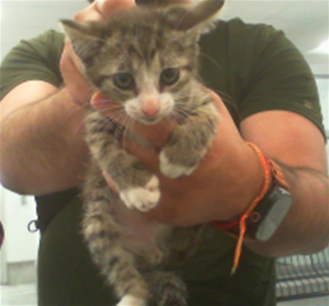Shelter Stray Unknown Cat last seen CHARLOTTE, 8315 Byrum Dr, Charlotte, NC 28217, USA