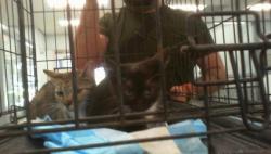 Shelter Stray Unknown Cat last seen CHARLOTTE, 8315 Byrum Dr, Charlotte, NC 28217, USA