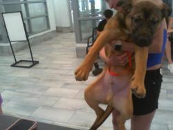 Shelter Stray Male Dog last seen CHARLOTTE, 8315 Byrum Dr, Charlotte, NC 28217, USA