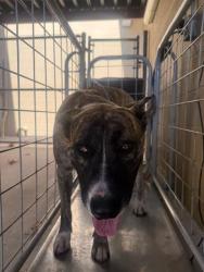 Shelter Stray Male Dog last seen Near BLK JEFFERSON ST BAKERSFIELD,CA, 201 S Mt Vernon Ave, Bakersfield, CA 93307, USA