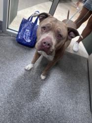 Shelter Stray Female Dog last seen , 3201 Lacy St, Los Angeles, CA 90031, USA