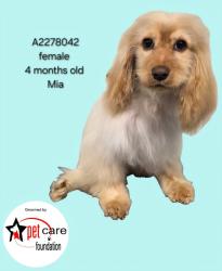Shelter Stray Female Dog last seen , 3201 Lacy St, Los Angeles, CA 90031, USA