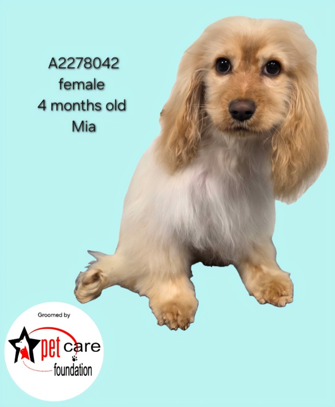 Shelter Stray Female Dog last seen , 3201 Lacy St, Los Angeles, CA 90031, USA