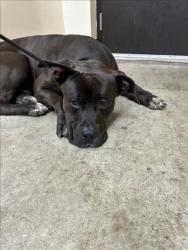 Shelter Stray Male Dog last seen , 3201 Lacy St, Los Angeles, CA 90031, USA