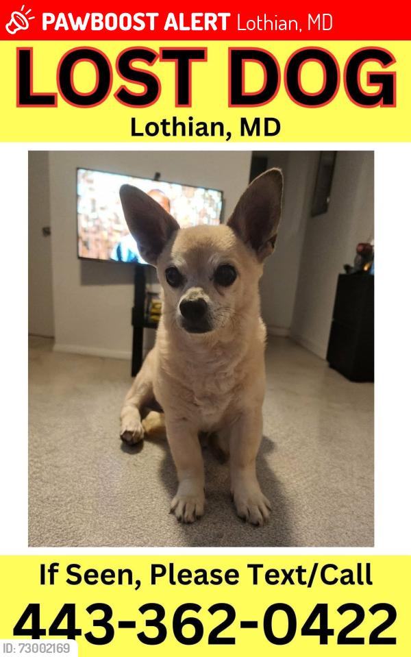 Lost Male Dog last seen Brookswoods rd & greenock rd, Lothian, MD 20711