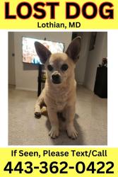 Lost Male Dog last seen Brookswoods rd & greenock rd, Lothian, MD 20711