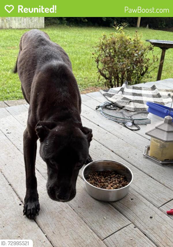 Reunited Female Dog last seen St Johns Way, Warner Robins, GA 31093, USA, Warner Robins, GA 31093