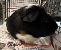 Shelter Stray Female Other last seen , West Valley Animal Shelter, 20655 Plummer St, Chatsworth, CA 91311, USA