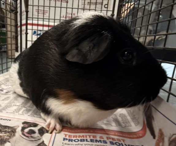 Shelter Stray Female Other last seen , West Valley Animal Shelter, 20655 Plummer St, Chatsworth, CA 91311, USA