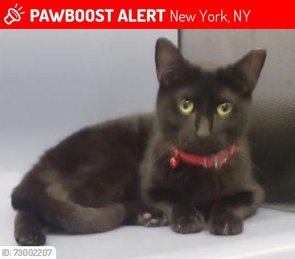 Lost Female Cat last seen West 101st street & Broadway, New York, NY 10025