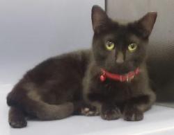 Lost Female Cat last seen West 101st street & Broadway, New York, NY 10025