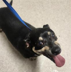 Shelter Stray Male Dog last seen Near BLOCK MISTY MEADOW DR, BAKERSFIELD CA 93308, 3951 Fruitvale Ave, Bakersfield, CA 93308, USA