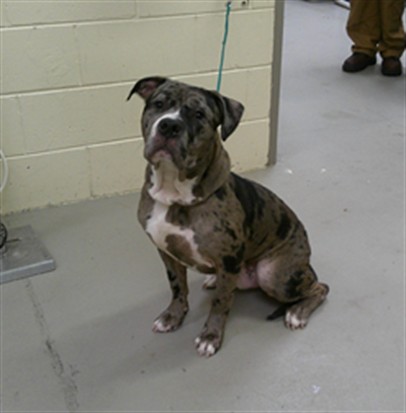 Shelter Stray Male Dog last seen Near EDGEWATER CIR, SANFORD FL 32773, 232 Eslinger Way, Sanford, FL 32773, USA