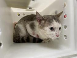 Shelter Stray Male Cat last seen Near BLOCK E UNDERWOOD AVE, 3839 W Burnham St, West Milwaukee, WI 53215, USA