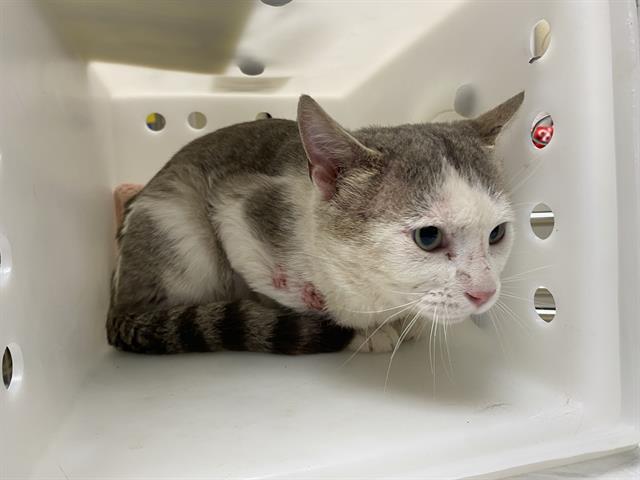 Shelter Stray Male Cat last seen Near BLOCK E UNDERWOOD AVE, 3839 W Burnham St, West Milwaukee, WI 53215, USA