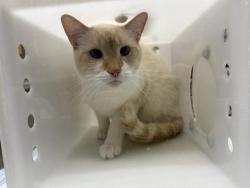 Shelter Stray Male Cat last seen Near BLOCK W STATE ST, 3839 W Burnham St, West Milwaukee, WI 53215, USA