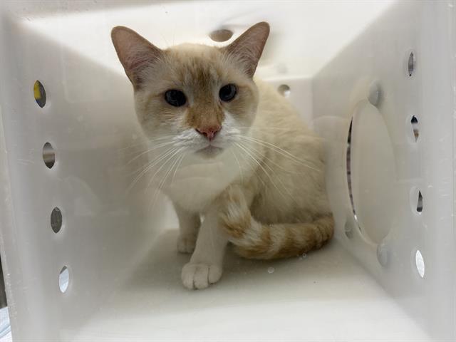 Shelter Stray Male Cat last seen Near BLOCK W STATE ST, 3839 W Burnham St, West Milwaukee, WI 53215, USA