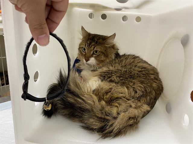 Shelter Stray Male Cat last seen Near BLOCK E STATE ST, 3839 W Burnham St, West Milwaukee, WI 53215, USA