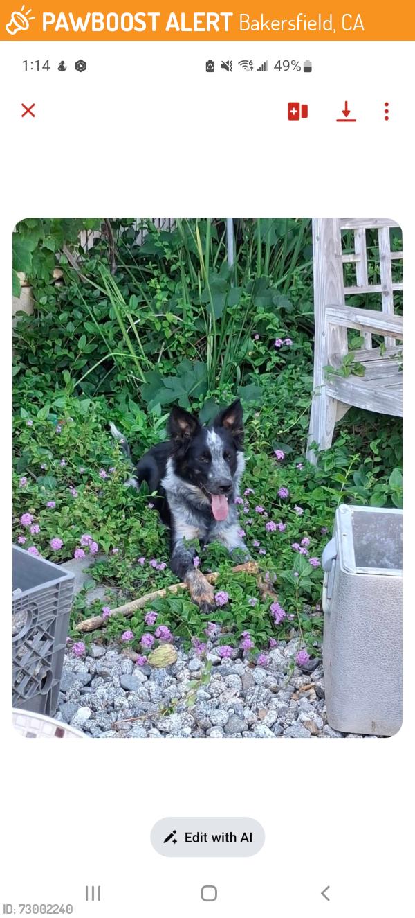 Found/Stray Female Dog last seen Found at foodco , Bakersfield, CA 93305