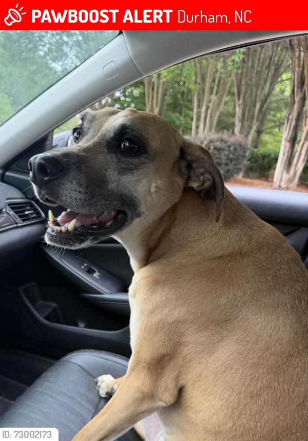 Lost Male Dog last seen Kudzu street, Durham, NC 27713