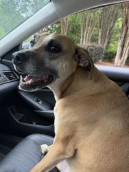 Lost Male Dog last seen Kudzu street, Durham, NC 27713