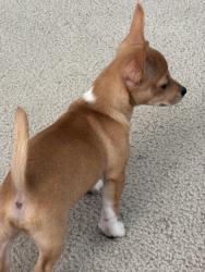 Found/Stray Male Dog last seen Calif st, Fresno, CA 93727