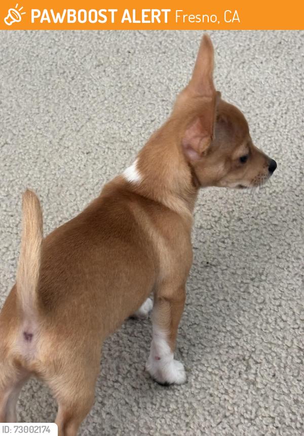 Found/Stray Male Dog last seen Calif st, Fresno, CA 93727