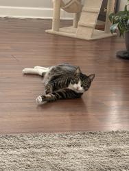 Lost Male Cat last seen Elizabeth Ave, Warrenville , Warrenville, IL 60555