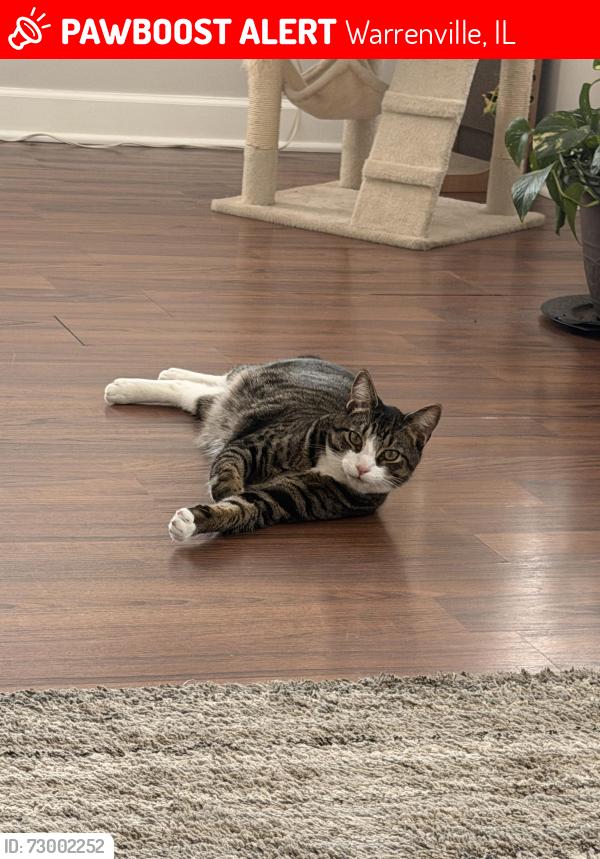 Lost Male Cat last seen Elizabeth Ave, Warrenville , Warrenville, IL 60555