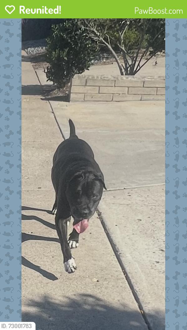 Reunited Male Dog last seen Bee Haven Road and Mayflower, San Diego, CA 92117