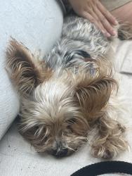 Reunited Female Dog last seen Miracosta Cir, Chula Vista, CA 91913, USA, Chula Vista, CA 91913