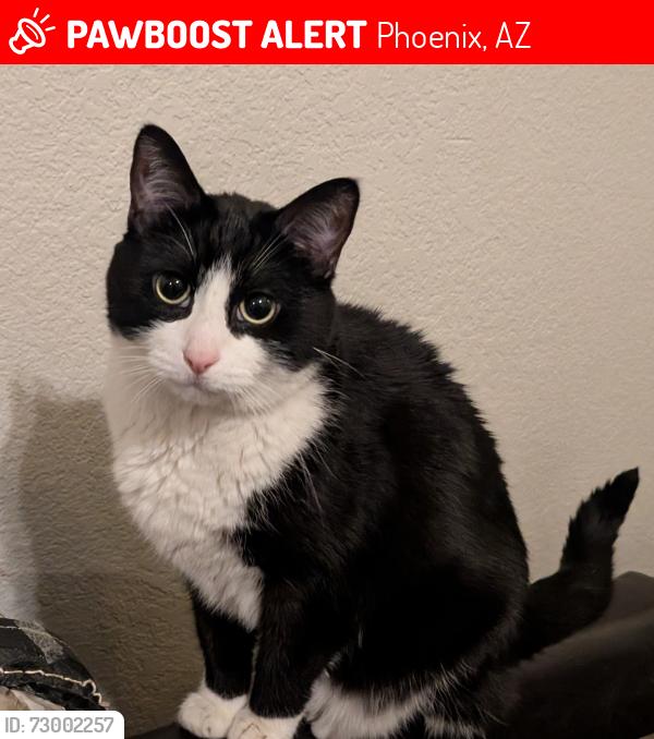 Lost Male Cat last seen Bell Road and 19th Avenue , Phoenix, AZ 85023